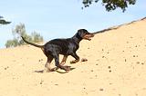 DOBERMANN 175